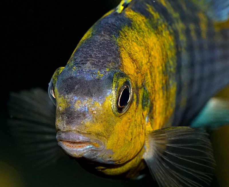 Tropheops sp. 'red cheek'